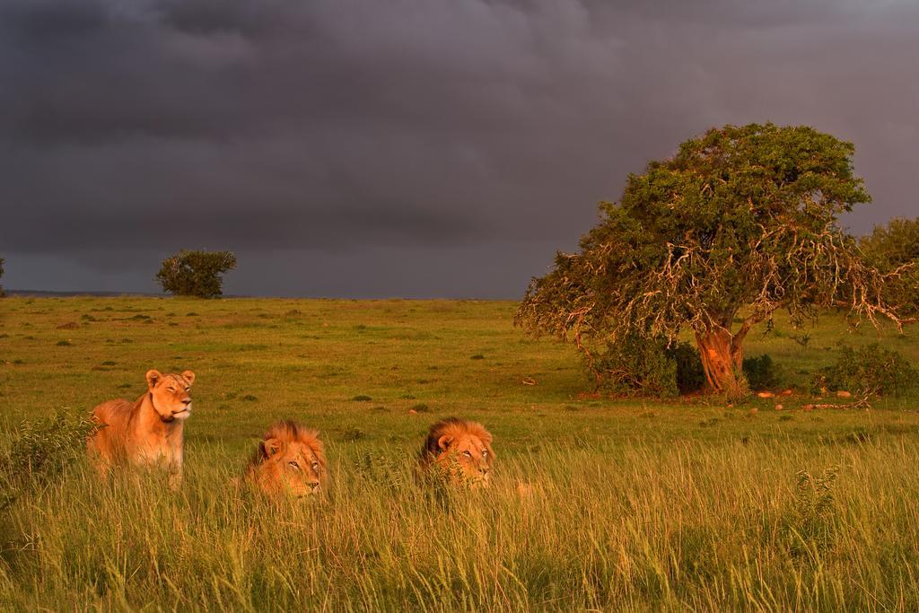 Riverbend Lodge Addo Exterior foto